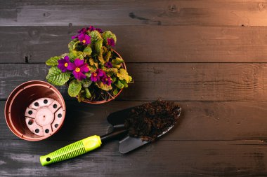 Menekşe çiçekleri, saksıları ve toprağı olan güzel bir bitki manzarası. 