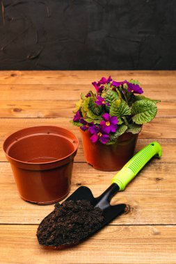 Menekşe çiçekleri, saksıları ve ahşap masasında toprağı olan güzel bir bitki.