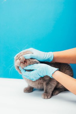 Veteriner doktorunun veteriner kliniğinde kediyi muayene ederken çekilmiş bir fotoğrafı. Hayvan sağlığı ve tıbbi konsept.