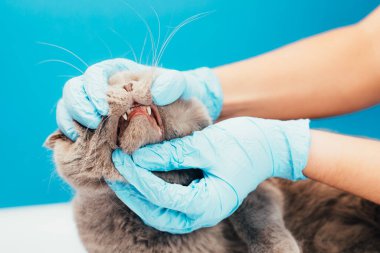Veteriner kliniğinde kediyi muayene eden kadın veteriner. Hayvan sağlığı ve tıbbi konsept. Kapat..