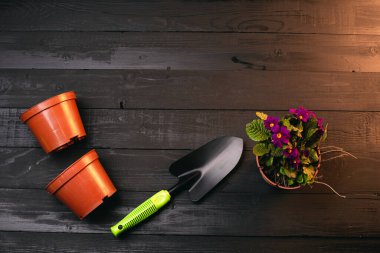 Ahşap yüzey üzerinde mor çiçekleri, tencereleri ve toprağı olan güzel bir bitki manzarası.