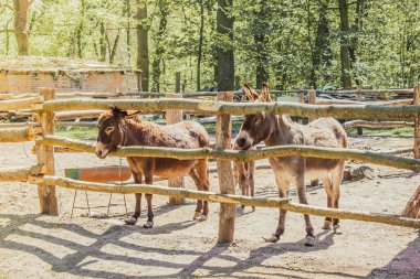 Güneşli bir günde hayvanat bahçesinde sevimli kahverengi eşekler