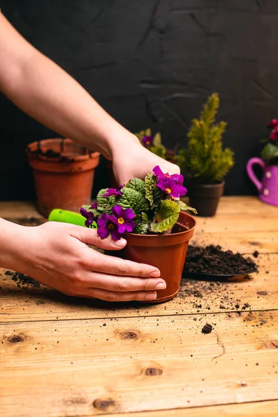 Foto Recortada Mujer Plantando Plantas Interior Con Flores Macetas Con — Foto de Stock