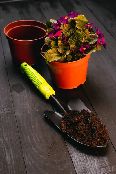 Vista Perto Bela Planta Sala Com Flores Violetas Vasos Jardim — Fotografia de Stock