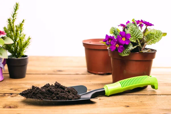 Vista Cerca Hermosas Plantas Macetas Tierra Mesa Madera — Foto de Stock