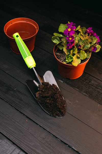 Vista Cerca Hermosa Planta Interior Con Flores Violetas Macetas Pala — Foto de Stock