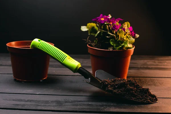 Vista Cerca Hermosa Planta Interior Con Flores Violetas Macetas Pala — Foto de Stock