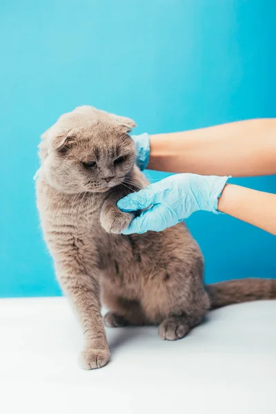 Inyección Recortada Médico Veterinario Examinando Gato Mesa Clínica Veterinaria Cuidado — Foto de Stock