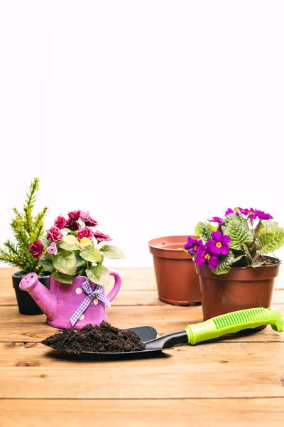 Schöne Pflanzen Töpfe Und Erde Auf Holztisch — Stockfoto