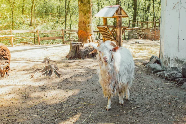 Geit Staand Kijkend Naar Camera Boerderij — Stockfoto