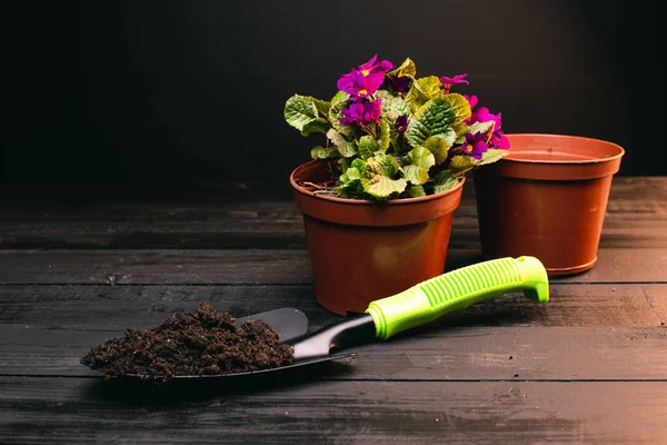 Vista Cerca Hermosa Planta Interior Con Flores Violetas Macetas Pala — Foto de Stock