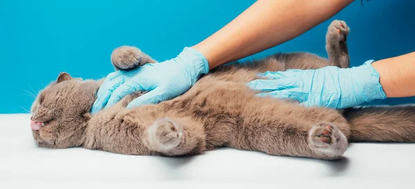 Inyección Recortada Médico Veterinario Femenino Examinando Gato Mesa Clínica Veterinaria — Foto de Stock