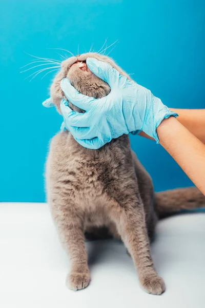 Inyección Recortada Médico Veterinario Examinando Gato Sobre Mesa Clínica Veterinaria —  Fotos de Stock