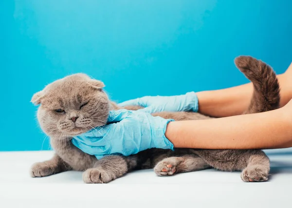 Inyección Recortada Médico Veterinario Examinando Gato Mesa Clínica Veterinaria Cuidado — Foto de Stock