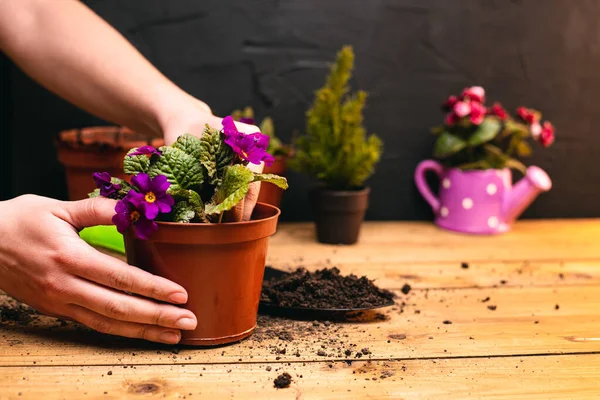 Foto Recortada Mujer Plantando Plantas Interior Con Flores Macetas Con — Foto de Stock