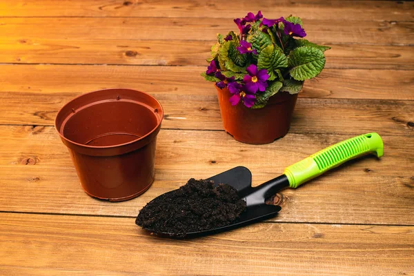 Hermosa Planta Interior Con Flores Violetas Macetas Pala Jardín Tierra — Foto de Stock