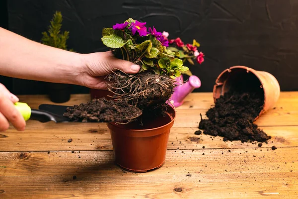 Plano Recortado Persona Plantando Plantas Interior Con Flores Macetas Con — Foto de Stock