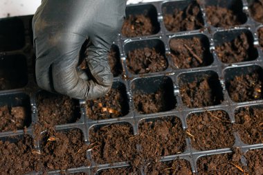 Toprağa tohum eken kişinin kısmi görüntüsü