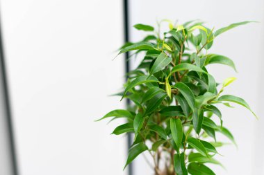 Evdeki beyaz tencerede güzel yeşil bir saksı