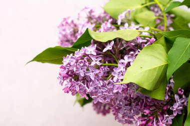 Açık arkaplanda güzel leylak çiçeklerinin yakın plan görüntüsü
