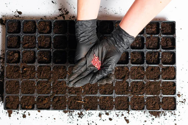 partial top view of of person planting seeds in soil
