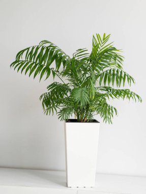 Işıl ışıl yeşil yapraklarını ev dekorasyonu için ideal, parlak beyaz bir saksıda sergiliyor.