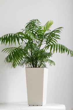 Minimalist beyaz tencerede güzel yeşil bir bitki, iç dekorasyonu geliştirmek ve sakin bir ortam yaratmak için mükemmel.