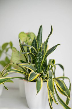 Ev dekorasyonu için mükemmel, canlı yeşil ve sarı yapraklar sergiliyor..