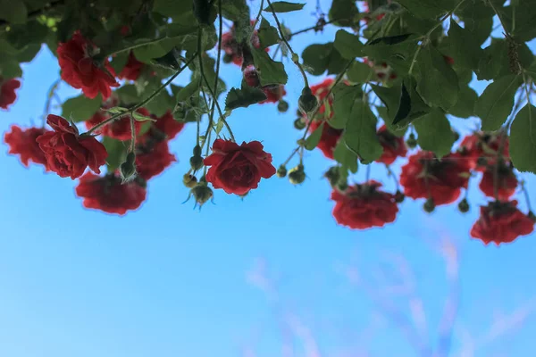 Pequenas Rosas Vermelhas Contra Céu Azul Uma Casa Campo Verão — Fotografia de Stock