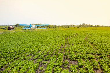 Bir tarlada sarı bir çiçek. Açık yaz sahasında uçak: ticari ve tarım helikopter hizmeti