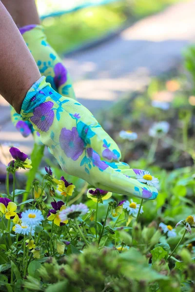 春の晴れた日に庭の女性庭師の植物の花 — ストック写真