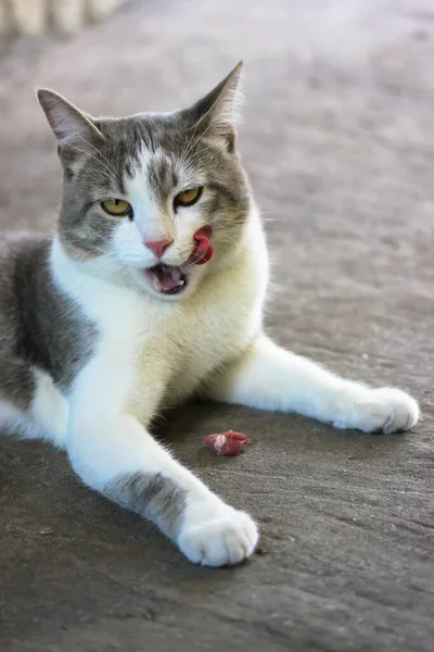 Tatmin Olmuş Bir Kedi Bir Parça Taze Kırmızı Evcil Hayvan — Stok fotoğraf