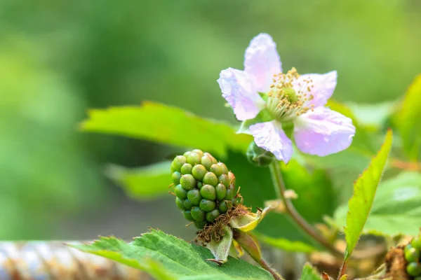 Flores Amora Preta Jardim Pétalas Flor Delicadas Bagas Verdes Não — Fotografia de Stock