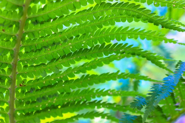 Green fern leaves in a mysterious forest, impassable jungleGreen fern leaves in a mysterious forest, impassable jungle. High quality photo