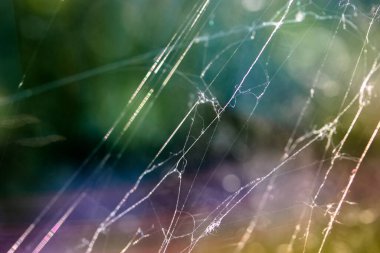 Mor arkaplanda örümcek ağı yakın plan