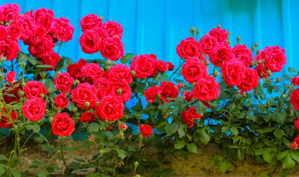 Pequenas rosas vermelhas contra uma varanda de metal azul em uma casa de campo no verão . — Fotografia de Stock