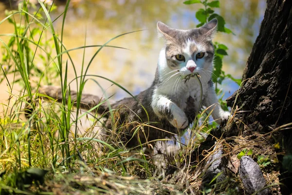 灰猫在夏天的户外捕捉到了一只老鼠或一只蜥蜴 捕食者的本能 — 图库照片