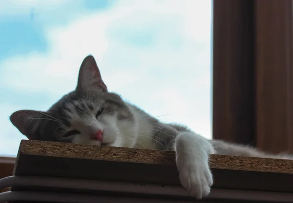 Leniwy Siwy Kot Paski Śpi Parapecie Siesta Upalny Letni Dzień — Zdjęcie stockowe