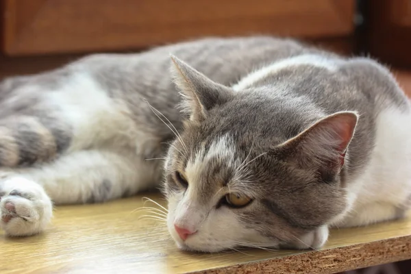 一只懒散的 条纹灰色的猫睡在窗台上 在炎热的夏日打盹 — 图库照片