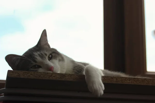 Leniwy siwy kot w paski śpi na parapecie, siesta w upalny letni dzień. — Zdjęcie stockowe
