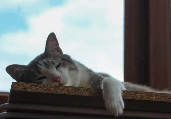 Un chat gris rayé paresseux dort sur un rebord de fenêtre, sieste par une chaude journée d'été. — Photo