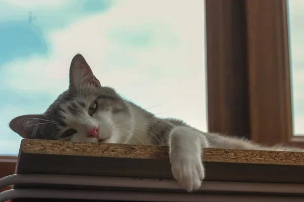 A lazy striped gray cat sleeps on a window sill, siesta on a hot summer day. — Stock Photo, Image