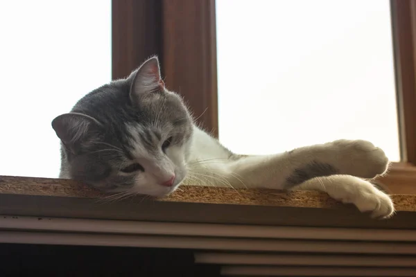 Líná pruhovaná šedá kočka spí na parapetu, siesta v horkém letním dni. — Stock fotografie