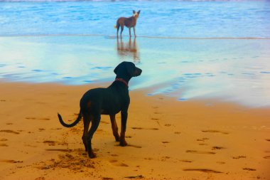 Okyanus kıyısında dışarı bakan iki köpek: uzaklarda siyah bir Dobermann ve kırmızı bir köpek sürüsü, dışarıda bir köpek sürüsü. Sarı kum ve yazın Atlantik Okyanusu 'nun sakin mavi suyu..