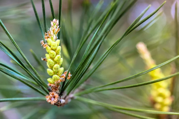 Pine Branch Forest Young Pine Cone Close — Stock Photo, Image