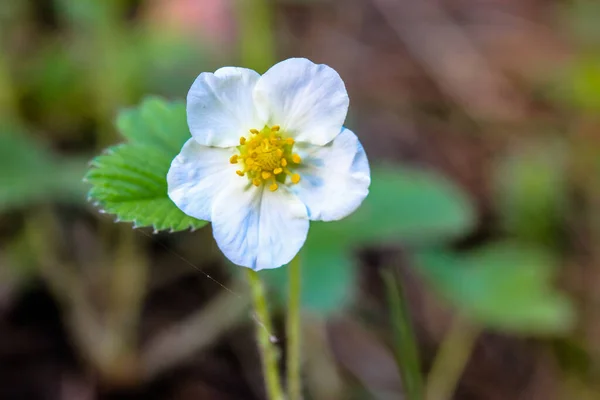 숲 속 딸기의 근접 한 꽃: 이른 여름의 흰 꽃과 푸른 잎 — 스톡 사진