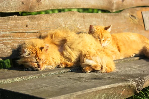 Két vörös macska alszik a napon egy fa parki padon. Hangulatos és meleg. — Stock Fotó
