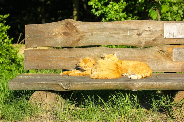 Deux chats rouges dormant au soleil sur un banc de parc en bois. Confortable et chaleureux. — Photo