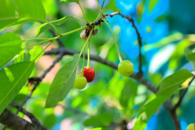 Bahçedeki bir ağacın üzerinde kırmızı kiraz. Yüksek kalite fotoğraf