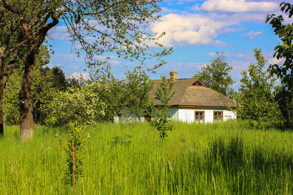 Traditional old Ukrainian one-storey white house, high grass and garden in front of the building